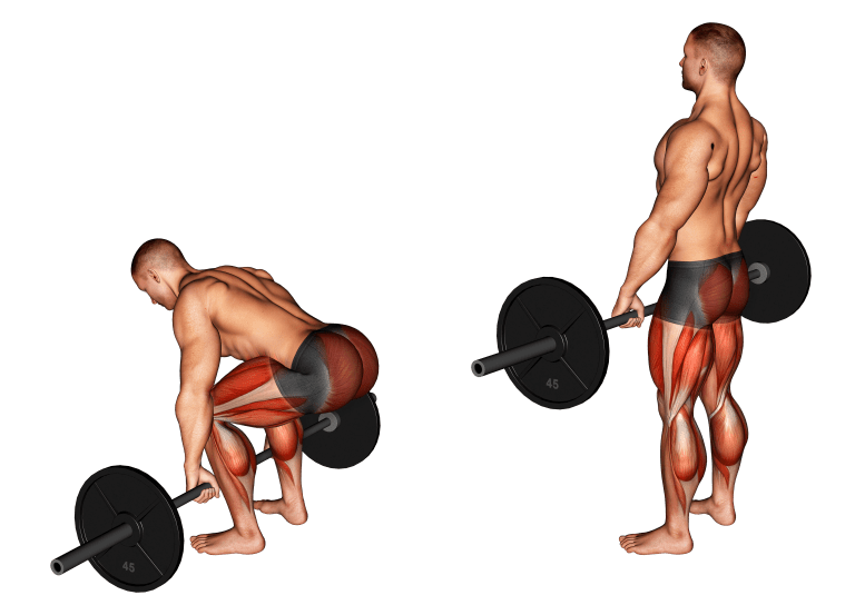 deadlift muscles